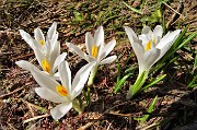 17 Bianchi fiori di Crocus vernus (Zafferano maggiore) crescono appena la neve si scioglie
